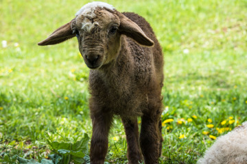 Incredible nature of Kazakhstan (Central Asia)