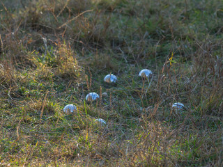 metal balls for playing petanque lie around cochonnet among the grass