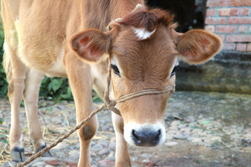Jersey cow calf tied with rope in stall