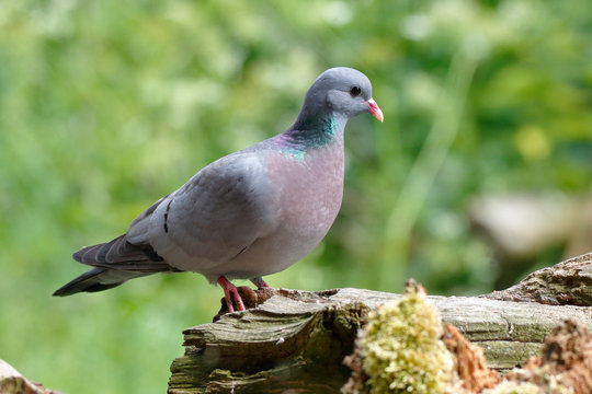 Hohltaube auf Futtersuche