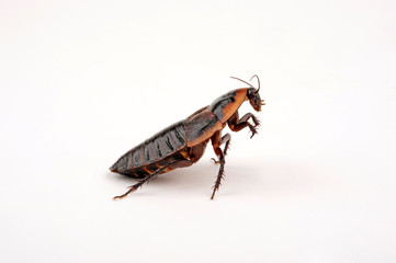 Schabe (Byrsotria fumigata) - cockroach