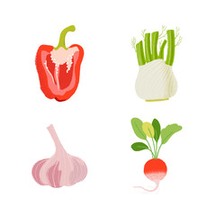 Set of four hand drawn vegetables. Bell pepper, garlic, radish, fennel