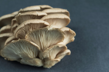 mushrooms on grey background