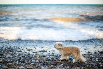 Fototapeta premium Ukraine. Crimea. Little dog by the sea
