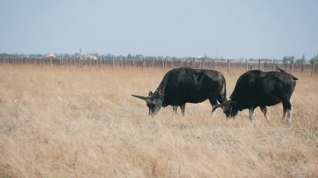 Two buffaloes grazing rusty grass in a boundless field in Askania-Nova in summer