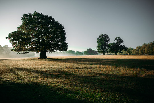 A giant oak tree standing in the misty morning casting shadows over the dewey pasture