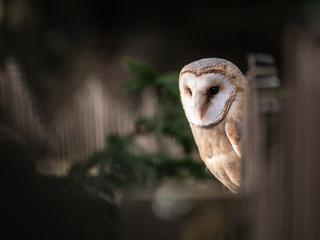 Barn owl (Tyto alba) sitting on a wooden fence. Forest in background. Barn owl portrait. Owl sitting on fence. Owl on fence.