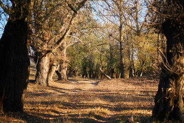 beautiful trees in the autumn forest, bright sunlight at sunset