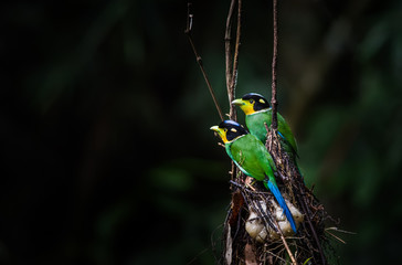 Long-tailed Broadbill In the nest on dark background