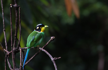 Long-tailed Broadbill In the nest on dark background