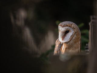 Barn owl (Tyto alba) sitting on a wooden fence. Forest in background. Barn owl portrait. Owl sitting on fence. Owl on fence.