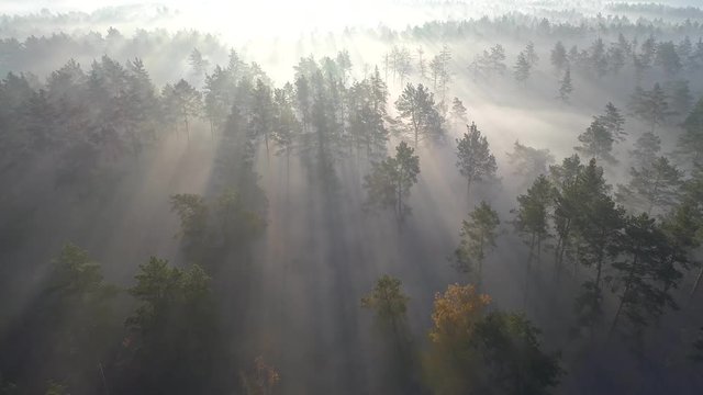 Sunrise in beautiful misty forest. Flying over green trees with sun rays early in the foggy morning. Aerial shot, 4K