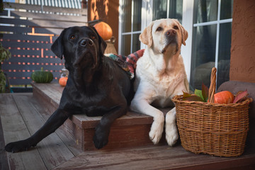 Two beautiful Labradors, black and white, lie side by side on the porch of a village house