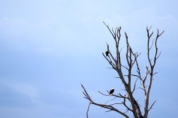Natur