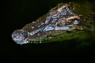 crocodile in the water
