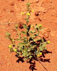 Végétation Australienne