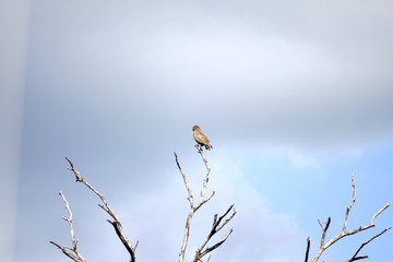 Vogel