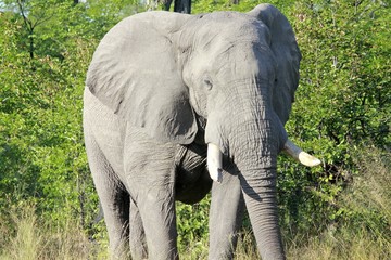 Elefant