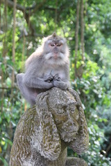 Affen in Ubud