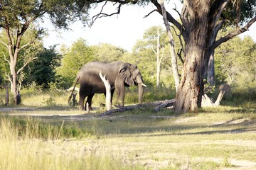 Elefant