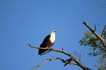 Adler
