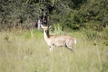 Antilope
