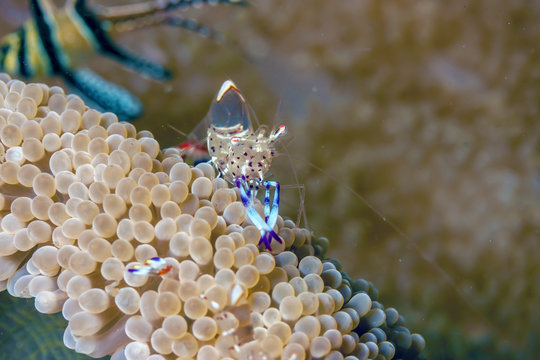 Underwater Bali Ceaner shrimp