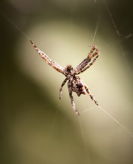 Cyrtophora citricola - Opuntienspinne 