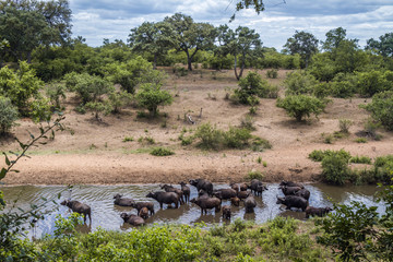 Plakat African buffalo in Kruger National park, South Africa