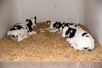 Kälbchen