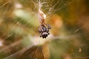 Spinne mit eingewebter Beute