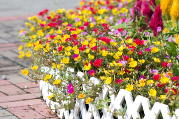 Common Purslane flower in garden
