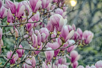 Obraz premium Saucer Magnolia in early spring
