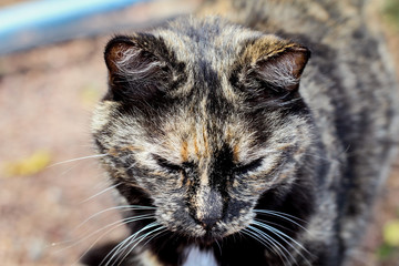 Katze, Stubentieger, Schmusekater 