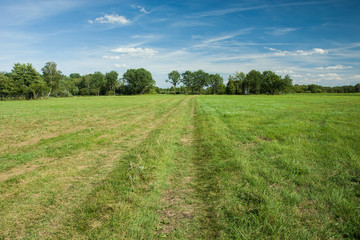 Fototapeta na wymiar Half-pruned meadow and trees
