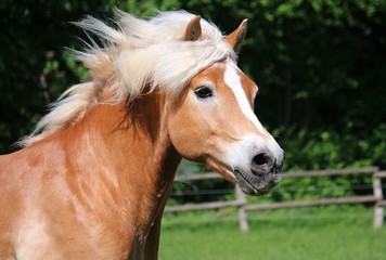 Fototapeta premium beautiful haflinger horse head portrait while he is running on the paddock