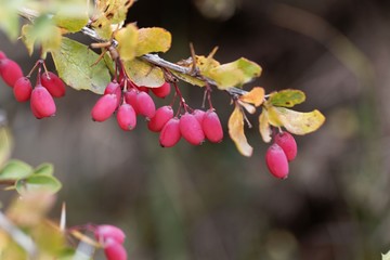 Berries of Berberis aetnensis