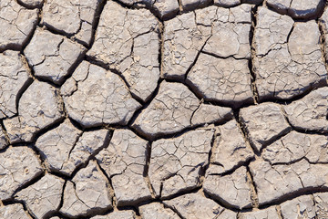 Dry and hot summers, cracked soil with some small, green plants. The texture of the earth during drought