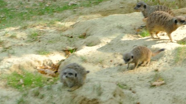 a funny meerkat standing on a tree stump with his family in the background with blurry effect