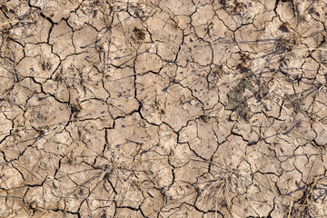 Dry and hot summers, cracked soil with some small, green plants. The texture of the earth during drought