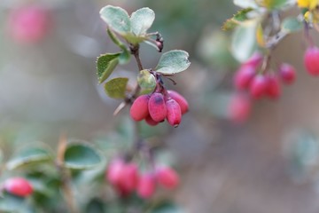 Berries of Berberis aetnensis