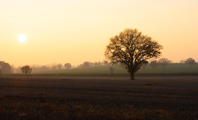 Winter landscape scene, sunset, golden hour