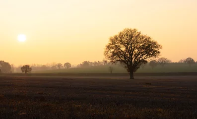 Fotobehang Chocoladebruin Winter landscape scene, sunset, golden hour  © Caroline
