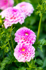 dahlias garden in spring
