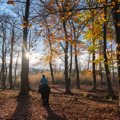 woman on horse in autumnal beech forest near doorn in the netherlands