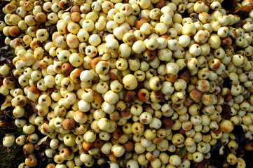 Yellow with apple background. A lot of fresh and rotten apples at the ground. Autumn harvest concept.