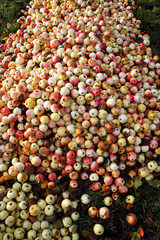 Yellow with red apple background. A lot of fresh and rotten apples at the ground. Autumn harvest concept.