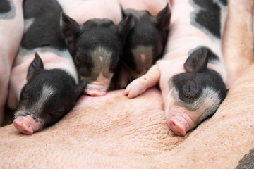 sleeping piglets on mother body after sucking milk breast , swine farming in barn © Rattanachat