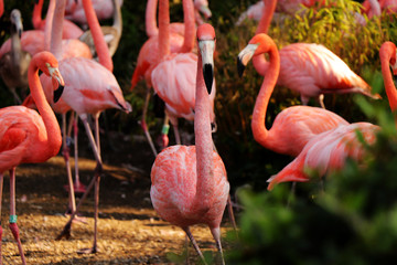 Fototapeta na wymiar A majestic animal named american flamingo standing and looking at camera. He has pink and red feathers and it is very pretty animal