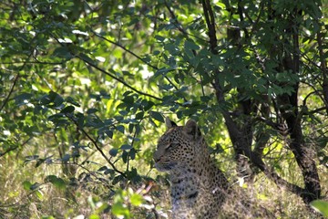 Botswana Afrika Tiere Natur